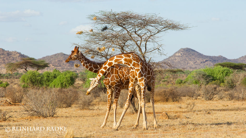 Kaempfende Giraffen