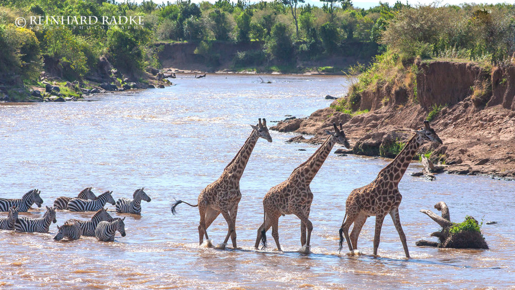 Giraffen im Mara