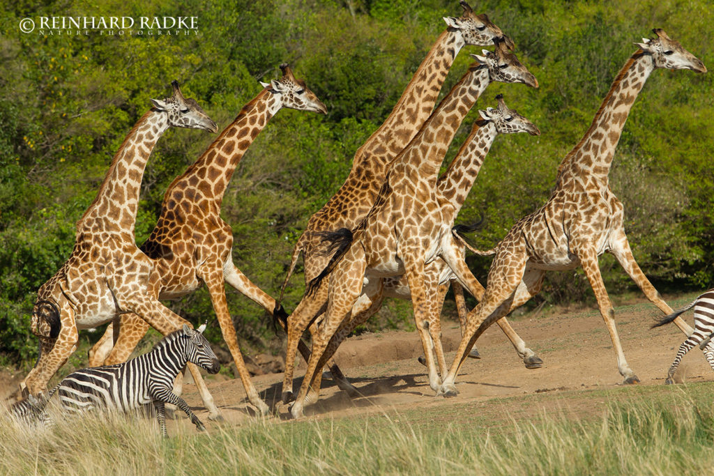 Masaigiraffen, Masai Mara