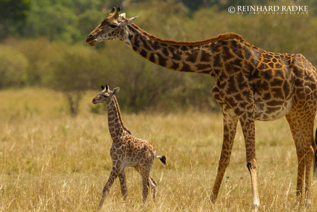 Giraffe mit Kalb