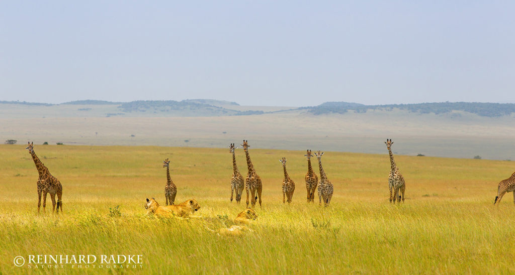 Löwen und Giraffen