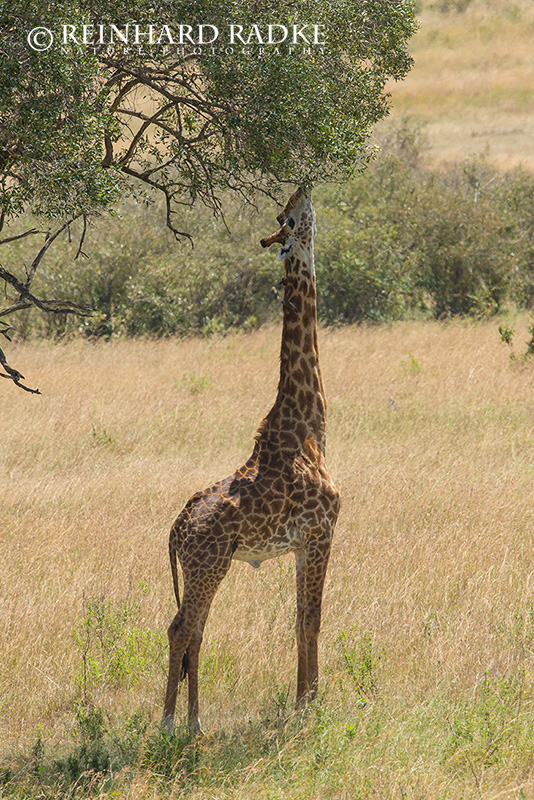 Weidende Giraffe