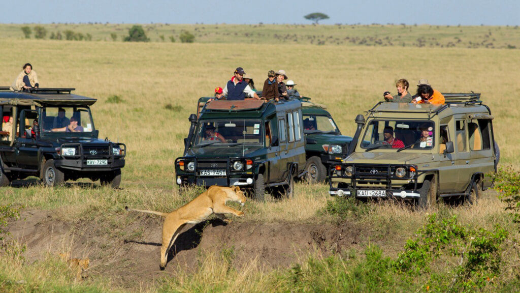 Wildlife Studytour