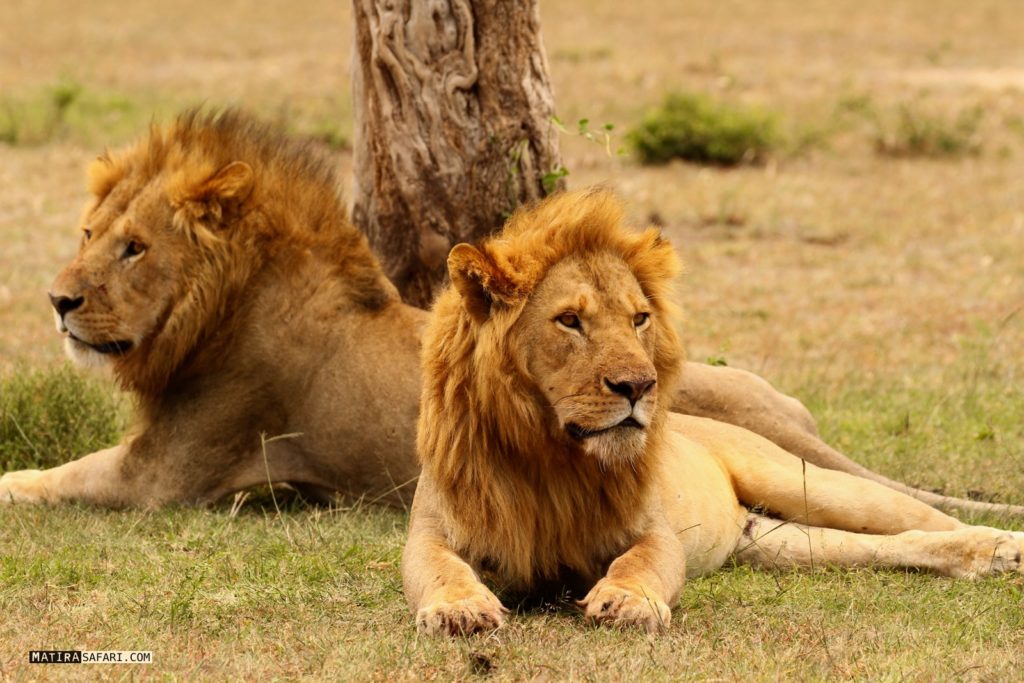 Enaisho, the lion pride from Olo Lamutia in the east part of Maasai ...