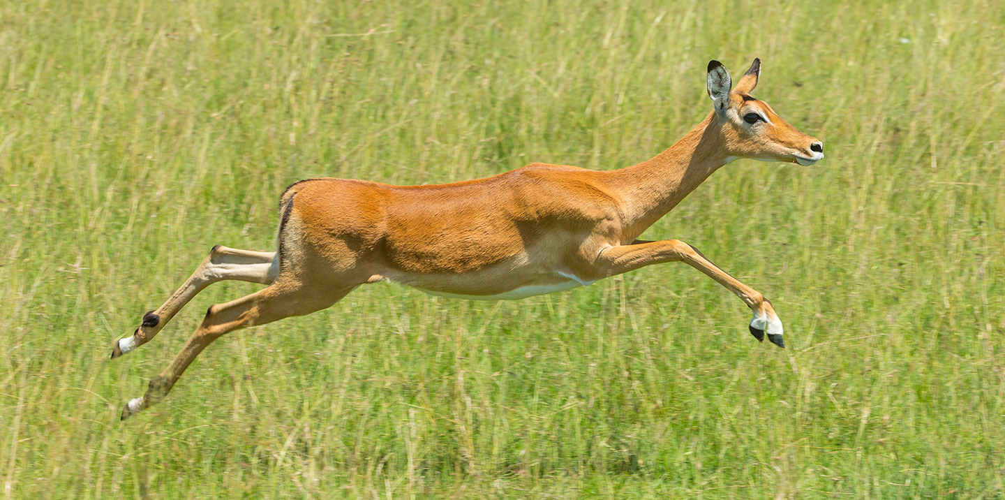 Impala - The Perfect Antelope - Matira Safari