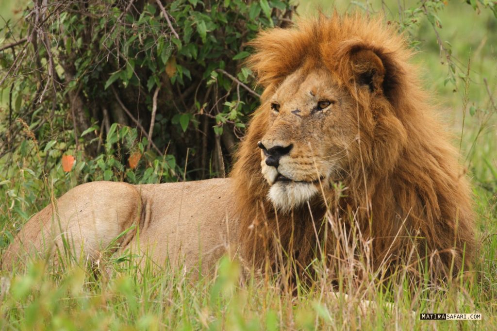 Grimace2 and Ron2 the copy of the legendary Notch lions - Matira Safari