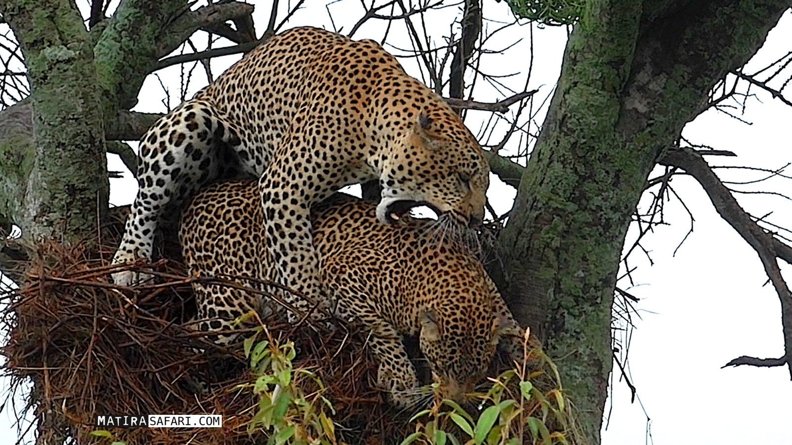 Leopard mating in bird's nest! - Matira Safari